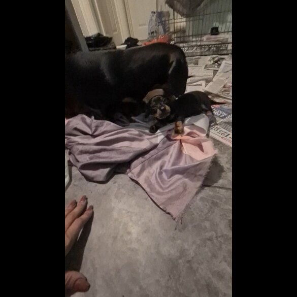 Dachshund (Standard &amp; Miniature) - Both
