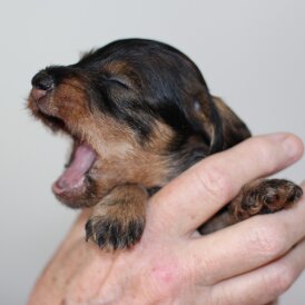 Dachshund (Standard &amp; Miniature) - Dogs