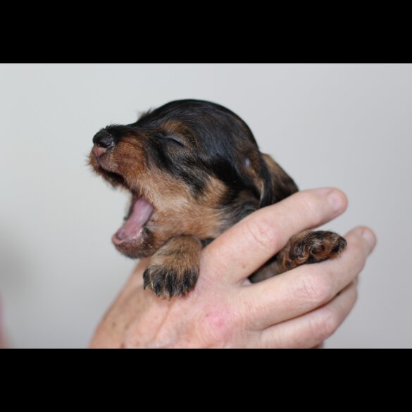 Dachshund (Standard &amp; Miniature) - Dogs