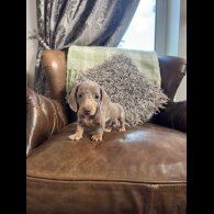 Dachshund (Standard &amp; Miniature) - Both
