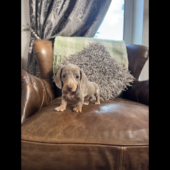 Dachshund (Standard &amp; Miniature) - Both