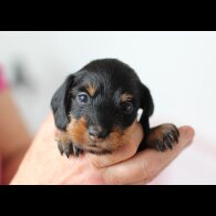 Dachshund (Standard &amp; Miniature) - Dogs