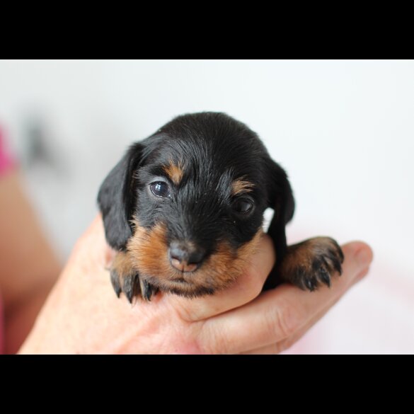 Dachshund (Standard &amp; Miniature) - Dogs