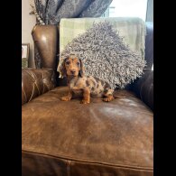 Dachshund (Standard &amp; Miniature) - Both