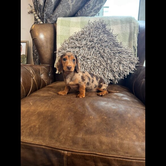 Dachshund (Standard &amp; Miniature) - Both