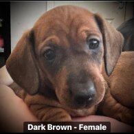 Dachshund (Standard &amp; Miniature) - Both