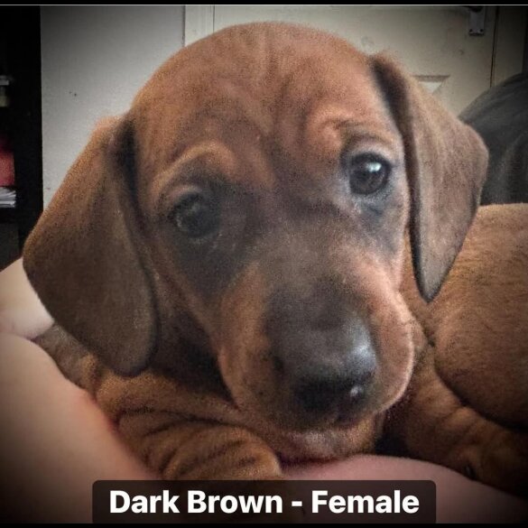 Dachshund (Standard &amp; Miniature) - Both
