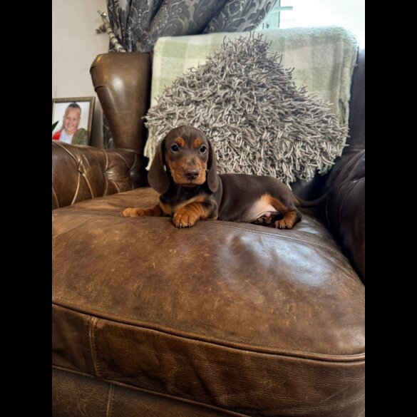 Dachshund (Standard &amp; Miniature) - Both