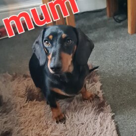 Dachshund (Standard &amp; Miniature) - Both