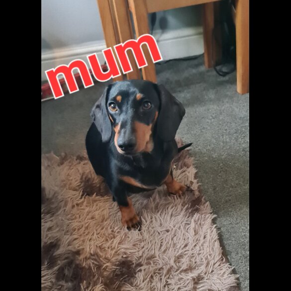 Dachshund (Standard &amp; Miniature) - Both