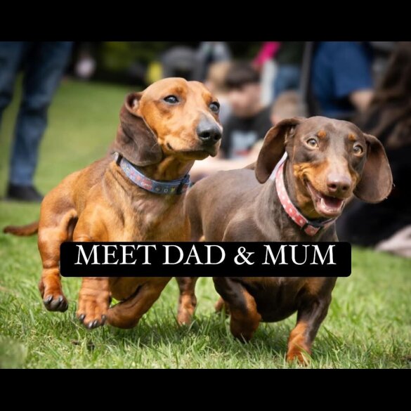 Dachshund (Standard &amp; Miniature) - Both