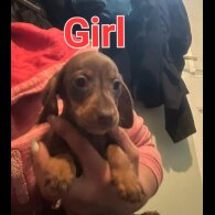 Dachshund (Standard &amp; Miniature) - Both