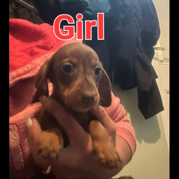 Dachshund (Standard &amp; Miniature) - Both