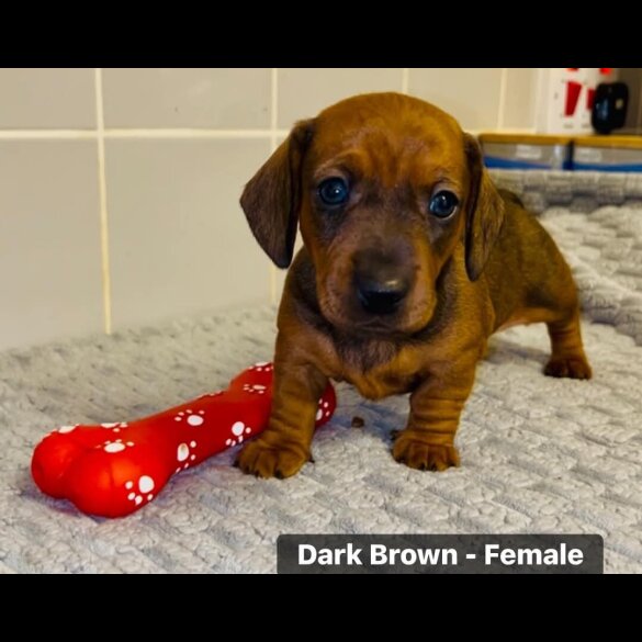 Dachshund (Standard &amp; Miniature) - Both