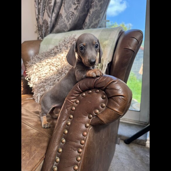 Dachshund (Standard &amp; Miniature) - Both