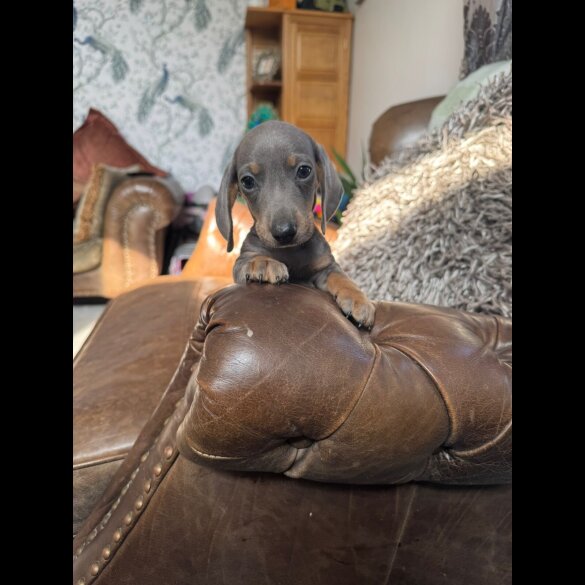 Dachshund (Standard &amp; Miniature) - Both