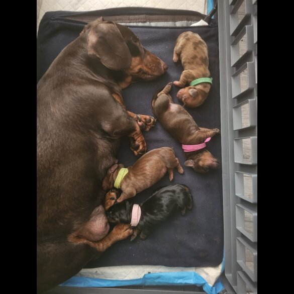 Dachshund (Standard &amp; Miniature) - Both