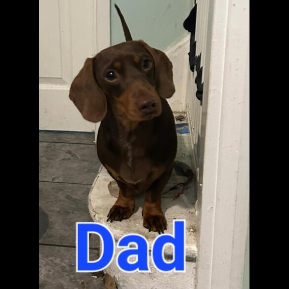 Dachshund (Standard &amp; Miniature) - Both