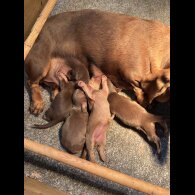 Dachshund (Standard &amp; Miniature) - Both