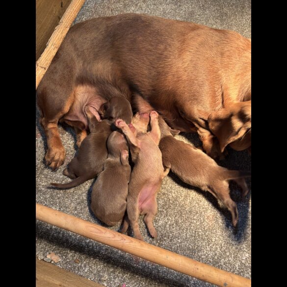 Dachshund (Standard &amp; Miniature) - Both