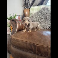 Dachshund (Standard &amp; Miniature) - Both