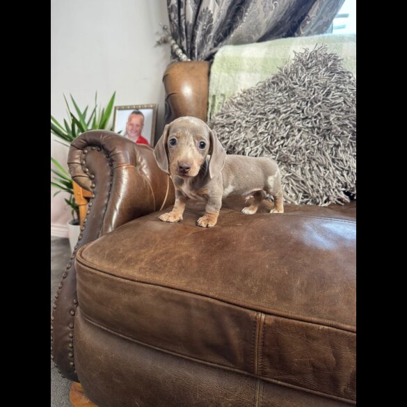 Dachshund (Standard &amp; Miniature) - Both