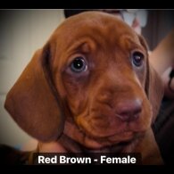 Dachshund (Standard &amp; Miniature) - Both