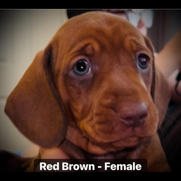Dachshund (Standard &amp; Miniature) - Both