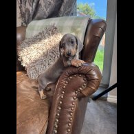 Dachshund (Standard &amp; Miniature) - Both