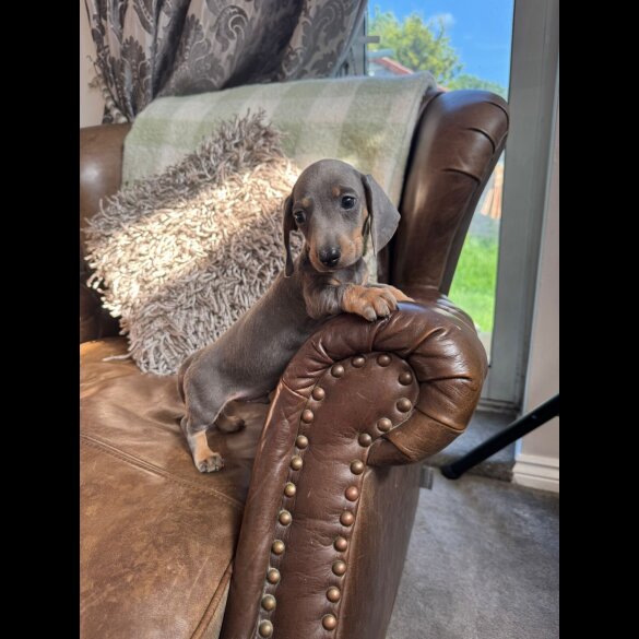 Dachshund (Standard &amp; Miniature) - Both