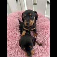 Dachshund (Standard &amp; Miniature) - Both