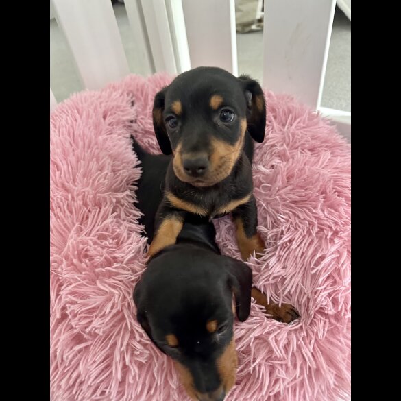 Dachshund (Standard &amp; Miniature) - Both