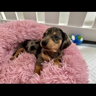 Dachshund (Standard &amp; Miniature) - Both