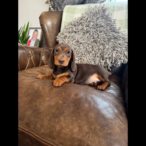 Dachshund (Standard &amp; Miniature) - Both