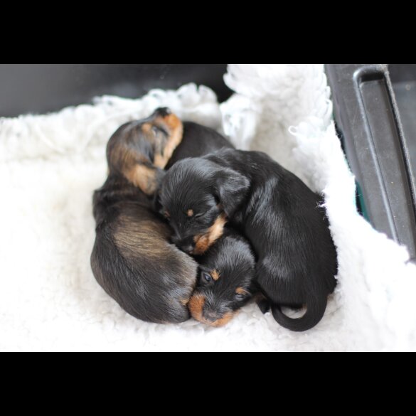 Dachshund (Standard &amp; Miniature) - Dogs