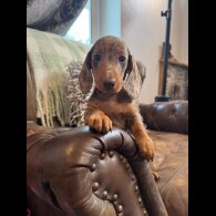 Dachshund (Standard &amp; Miniature) - Both