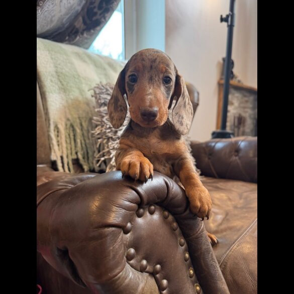Dachshund (Standard &amp; Miniature) - Both