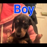 Dachshund (Standard &amp; Miniature) - Both