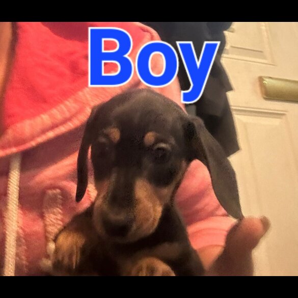 Dachshund (Standard &amp; Miniature) - Both