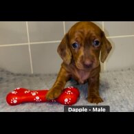 Dachshund (Standard &amp; Miniature) - Both