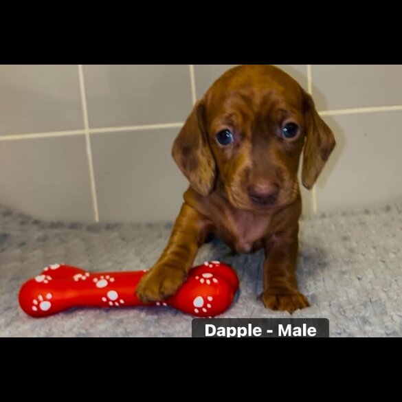 Dachshund (Standard &amp; Miniature) - Both