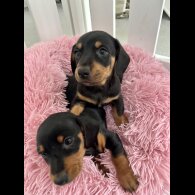 Dachshund (Standard &amp; Miniature) - Both
