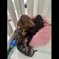 Dachshund (Standard &amp; Miniature) - Both