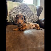 Dachshund (Standard &amp; Miniature) - Both