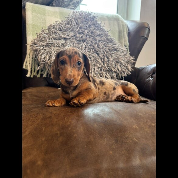 Dachshund (Standard &amp; Miniature) - Both