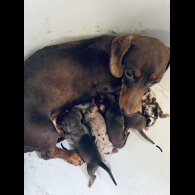 Dachshund (Standard &amp; Miniature) - Both
