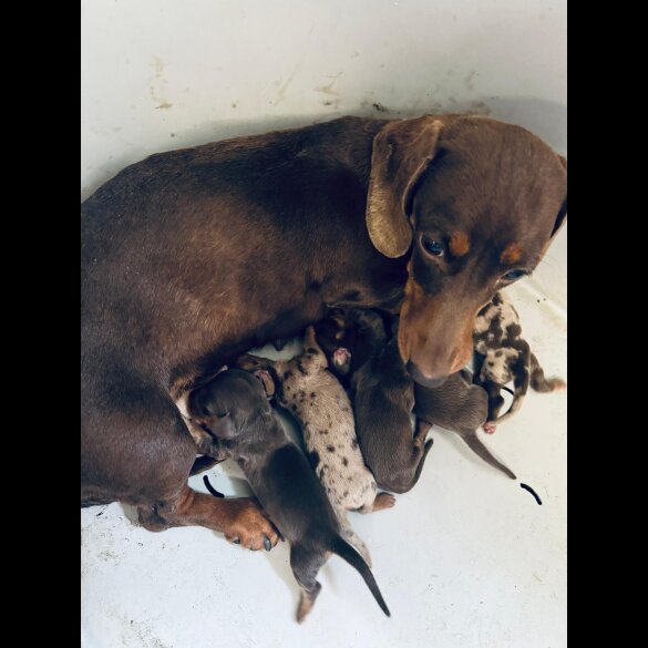 Dachshund (Standard &amp; Miniature) - Both