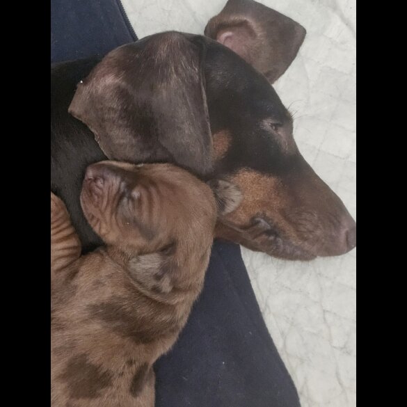 Dachshund (Standard &amp; Miniature) - Both
