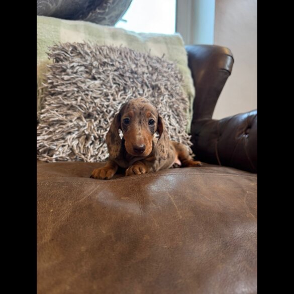 Dachshund (Standard &amp; Miniature) - Both