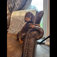 Dachshund (Standard &amp; Miniature) - Both